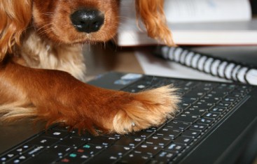 Email marketing lessons from a dog named sarah